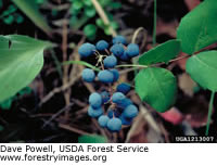 Creeping barberry
