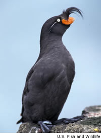 Crested Auklet