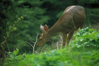 Deer
