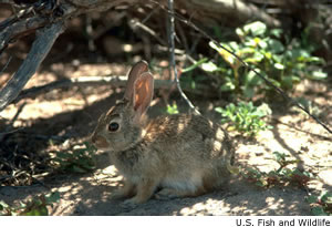 Desert Cottontail