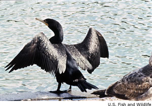 Double-crested Cormorant