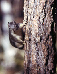 Douglas Squirrel