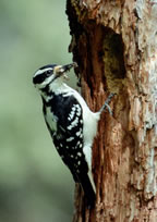 Downy Woodpecker