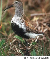 Dunlin