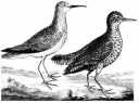 Dunlin