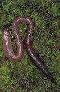 Earhtworm
