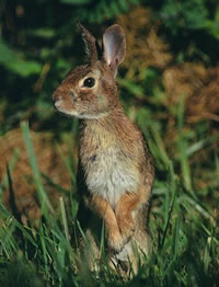 Eastern Cottontail