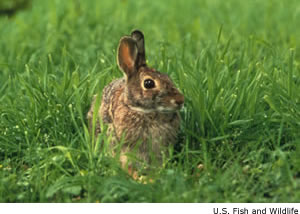 Eastern Cottontail