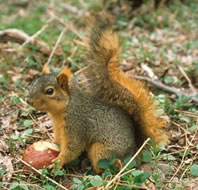 Eastern Fox Squirrel