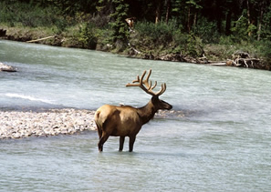 Elk
