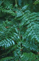 Fern