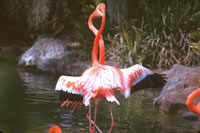 Flamingos