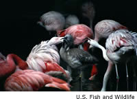Flamingo