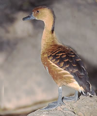 Fulvous Whistling-duck