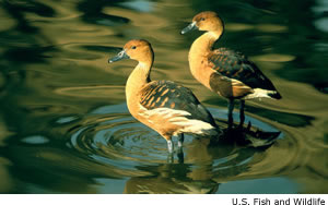 Fulvous Whistling-Duck