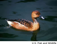 Fulvous Whistling-duck