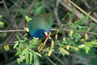 Purple Gallinule