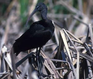 Glossy Ibis