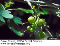 Golden Gooseberry