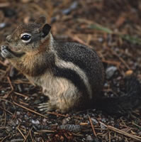 Golden-mantled Ground Squirrel