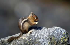 Golden-mantled Ground Squirrel