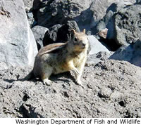 Golden-mantled Ground Squirrel