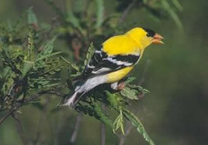 Goldfinch