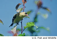 Goldfinch