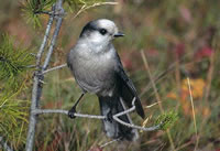 Gray Jay