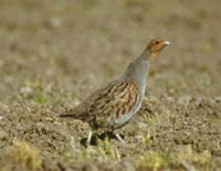 Gray Partridge