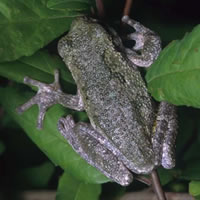 Gray Treefrog