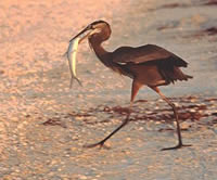 Great Blue Heron