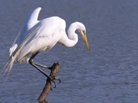 Great Egret