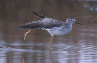 Greater Yellowlegs