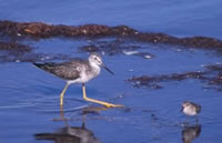 Greater Yellowlegs