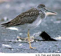 Greater Yellowlegs