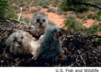 Great Horned Owl Chicks