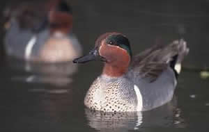 Green Teal