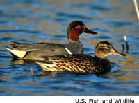 Green Teal