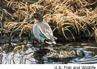 Green Teal