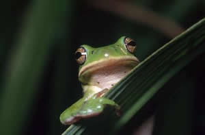 Green Treefrog