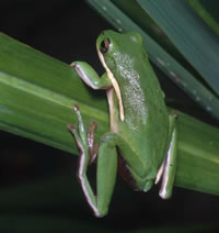 Green Treefrog