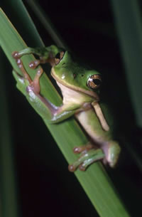 Green Treefrog