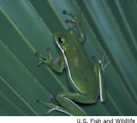Green Treefrog