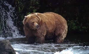 Grizzly Bear