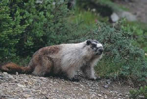 Hoary Marmot