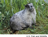 Hoary Marmot