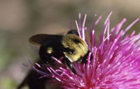 Honeybee