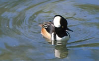 Hooded Merganser