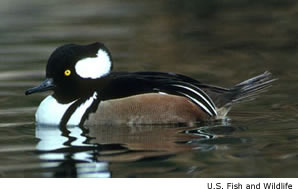 hooded merganser